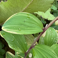 Polygonatum multiflorum 'Variegatum'